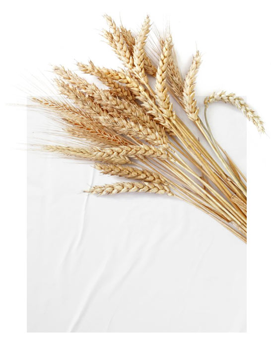 Alpha-Glucan Oligosaccharide