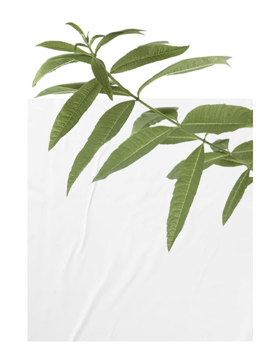 Verbena Officinalis Leaf/Stem Water