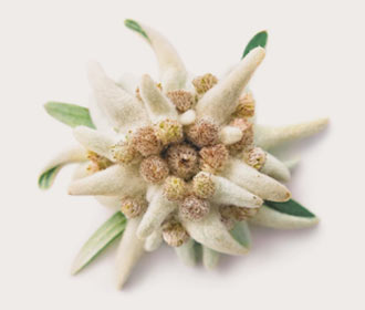 Edelweiss