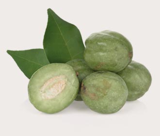 Terminalia Fernandina